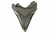 Fossil Megalodon Tooth - South Carolina #168938-2